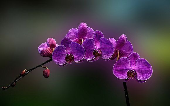 护臀膏大人擦脚吗