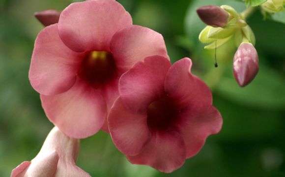 ie10 win7 32位